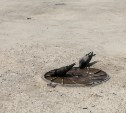 Сахалинцы помогают обезвоженным птицам и животным прямо у себя во дворах