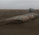 Московские ученые определили вид кита, который выбросился на берег на Сахалине