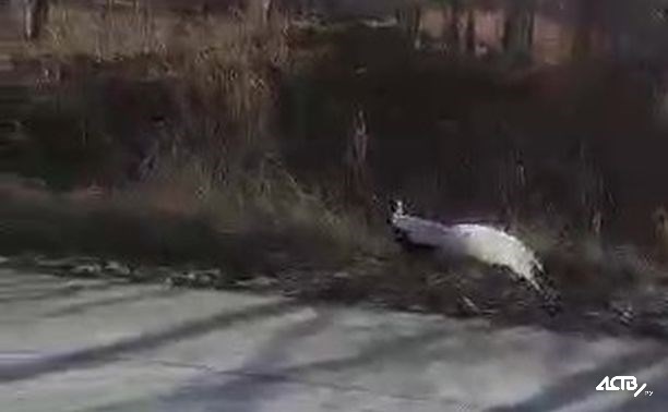 "Что она тут делает?": экзотическая птица выбежала на трассу в пригороде Южно-Сахалинска