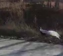 "Что она тут делает?": экзотическая птица выбежала на трассу в пригороде Южно-Сахалинска