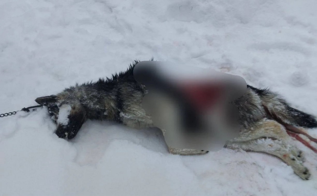  Стая бездомных собак разорвала овчарку в Томари