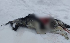 Происшествия