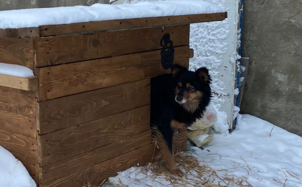 Сотрудники водоканала в Южно-Сахалинске приютили бездомную собаку и построили для неё домик