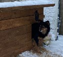 Сотрудники водоканала в Южно-Сахалинске приютили бездомную собаку и построили для неё домик