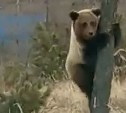 Собака на севере Сахалина загнала медведя на дерево