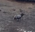 Благородного оленя заметили на Чеховском перевале на Сахалине