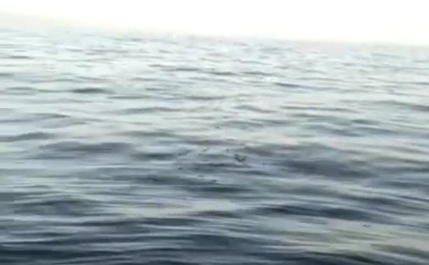 Сахалинцы разглядели в море косяк прозрачной рыбы-лапши