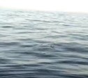 Сахалинцы разглядели в море косяк прозрачной рыбы-лапши