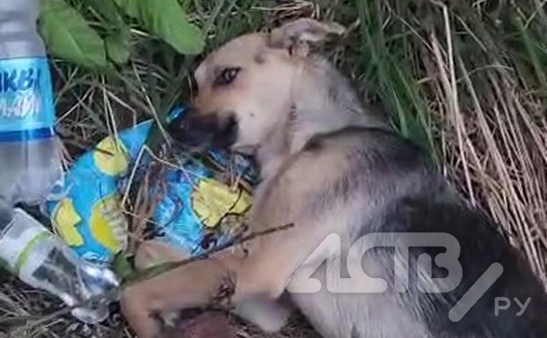 "Сбил и скрылся": сахалинцы спасают дворовую собаку, пострадавшую в ДТП