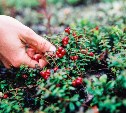 В Сахалинской области определили сроки начала заготовки дикоросов в 2025 году