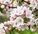 На Сахалине прохладно и пасмурно, а на Курилах дожди и снег: прогноз погоды для региона на 9 мая