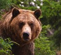 Медведя-сладкоежку пришлось застрелить в Холмском районе 