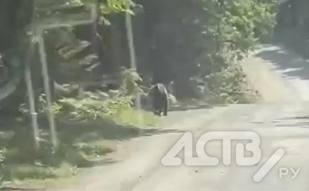 Внимание: в популярном месте отдыха сахалинцев заметили медведя