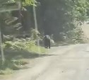 Внимание: в популярном месте отдыха сахалинцев заметили медведя