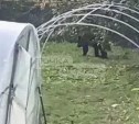 Медведица с двумя медвежатами третий день ходит по улице в Корсакове 