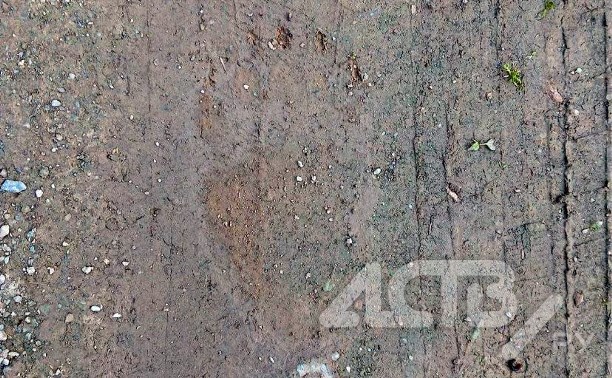 В Ново-Александровске обнаружили следы медведя