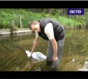 Три тысячи мальков сахалинского тайменя выпустили в реку
