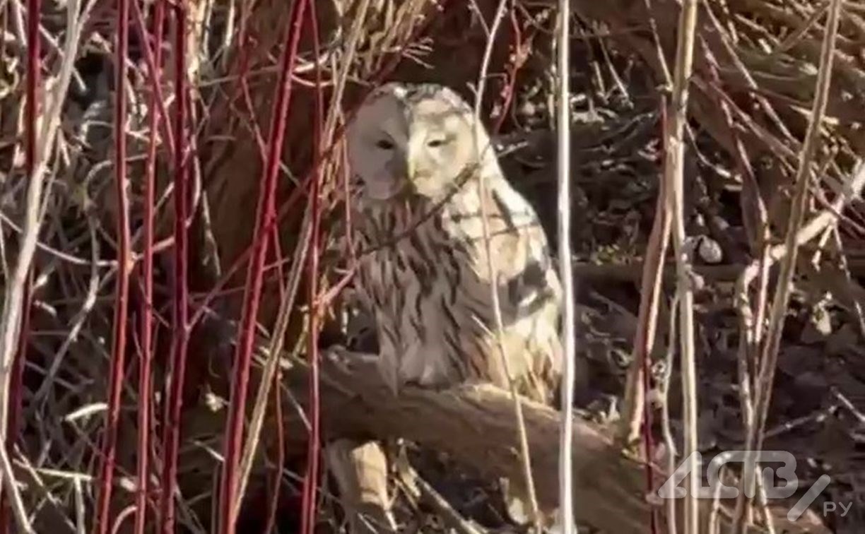 Самую серьёзную сову нашли на Сахалине