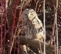 Самую серьёзную сову нашли на Сахалине