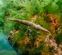 Завораживающие фото подводного мира острова Монерон показали на выставке в Москве