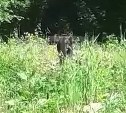 Медведь, напугавший сотрудников лагеря "Юбилейный" на Сахалине, ушёл в лес