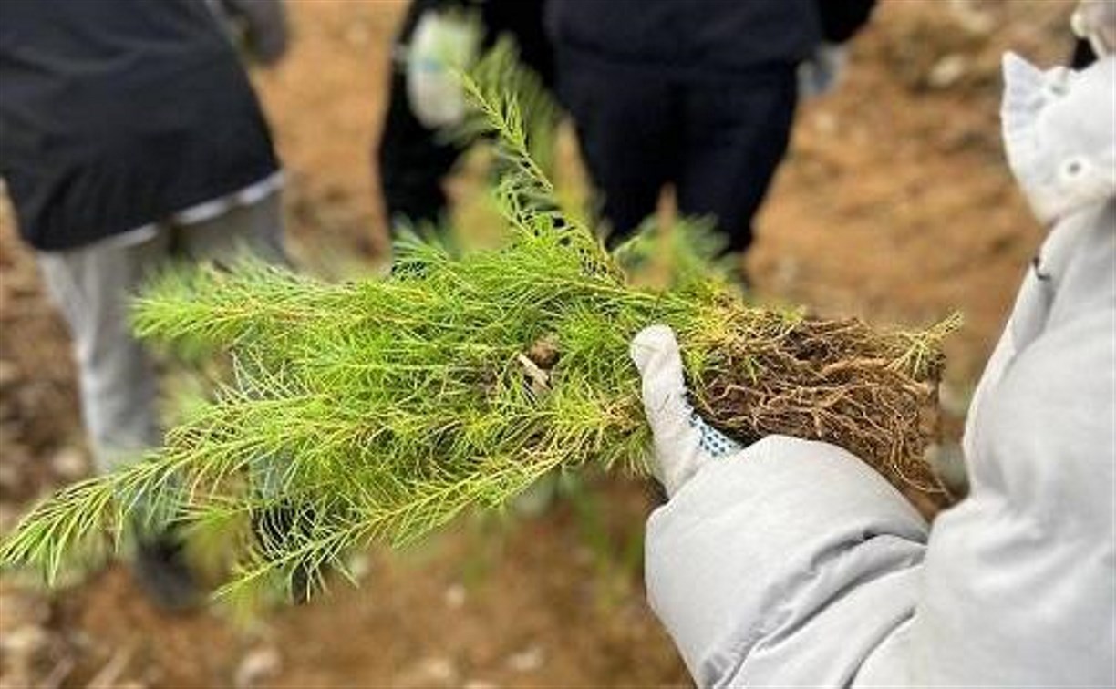 Около 3,5 тысяч лиственниц высадили на Сахалине 18 октября 