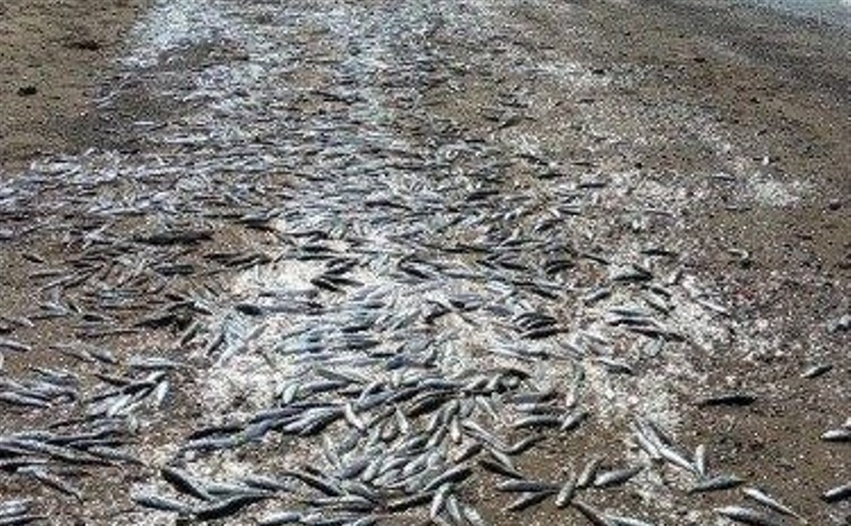 Теплолюбивый тунец подошел к Сахалину и погнал иваси к берегу