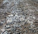 Теплолюбивый тунец подошел к Сахалину и погнал иваси к берегу