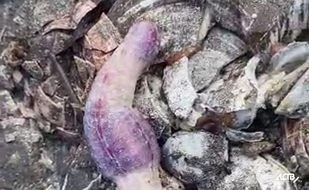 "Кто такие?": странные морские существа вылезли на побережье Курил в шторм