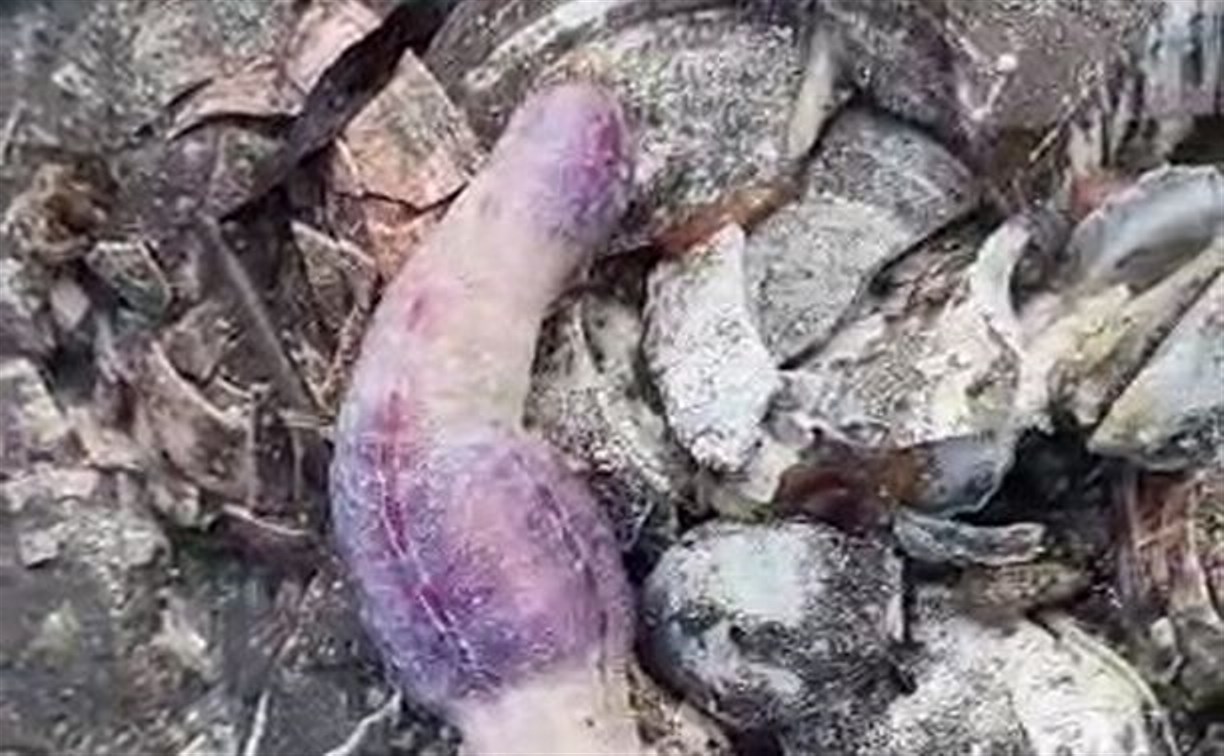 "Кто такие?": странные морские существа вылезли на побережье Курил в шторм
