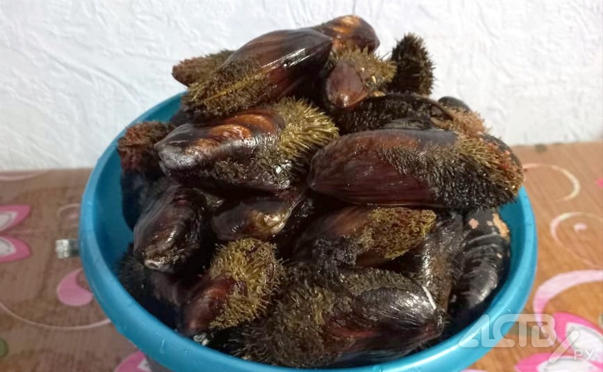 Побережье в Невельске после двухдневного шторма забросало мидиями  Побережье в Невельске после двухдневного шторма забросало мидиями