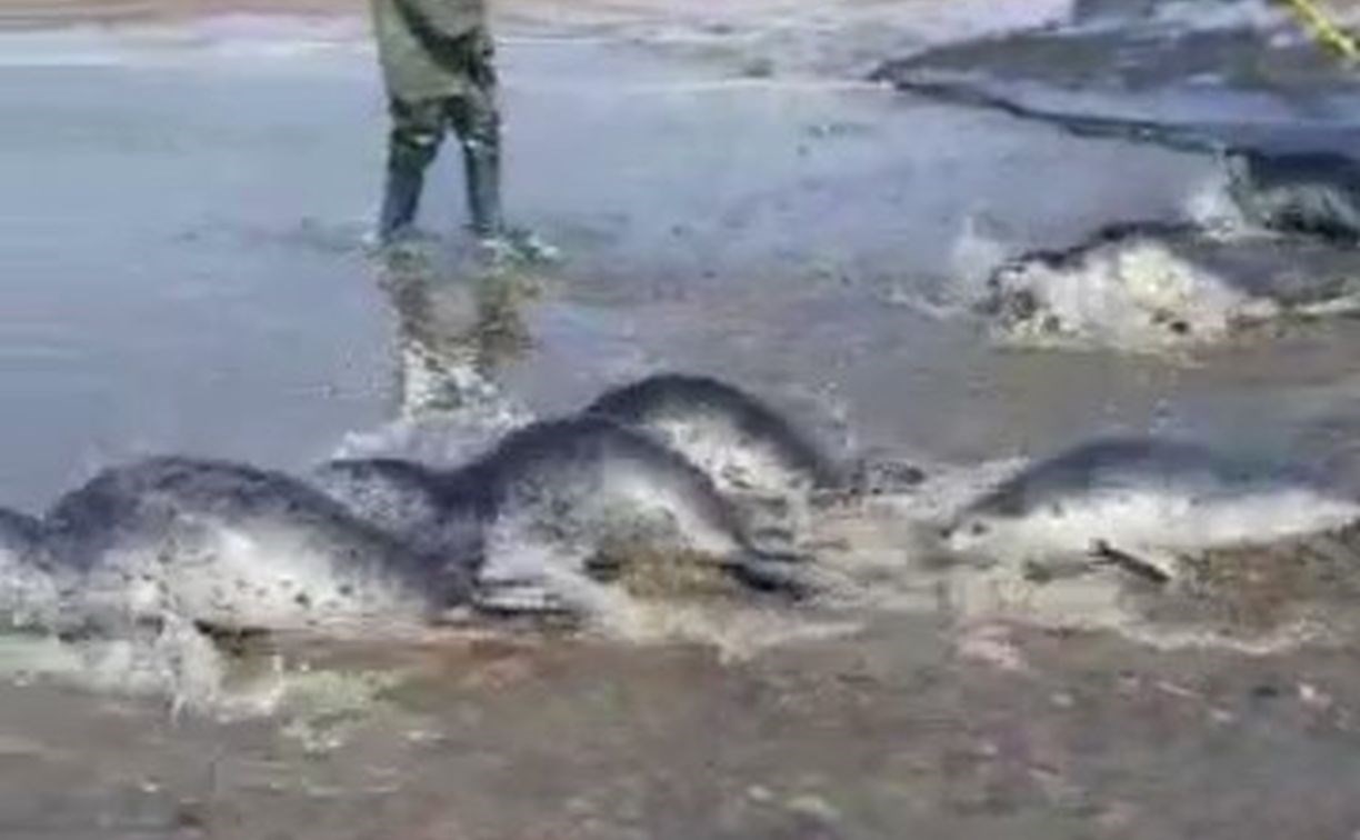 Сахалинцы восхитились рыбаками, освободившими не менее десяти тюленей из сети