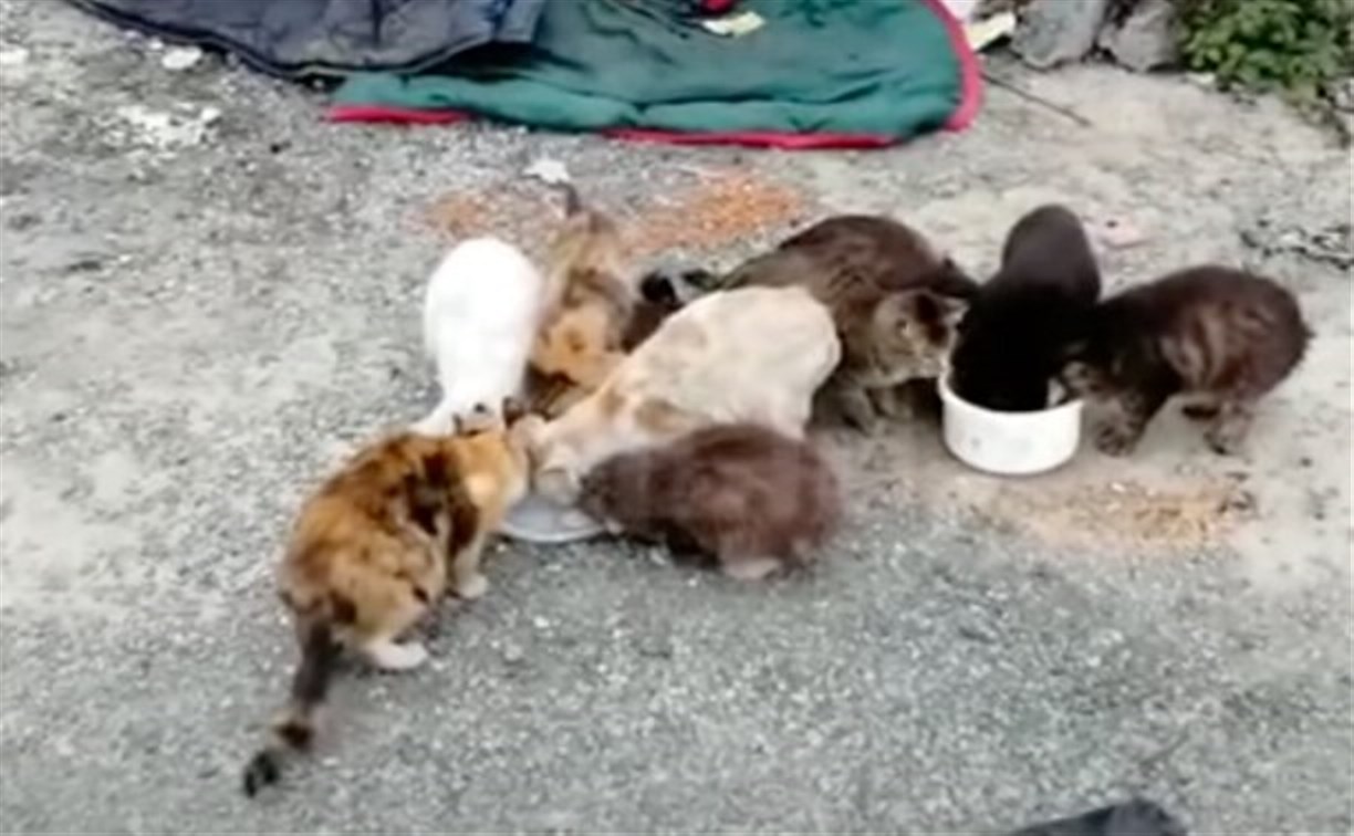 Британцы, тайцы и метисы: зоозащитники спасли 35 одиноких котов и просят помощи