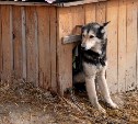 Собачий ужас: сколько получают приюты для животных на Сахалине за содержание бездомных псов 
