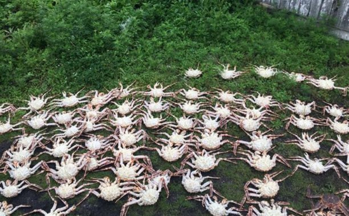 Сахалинские пограничники задержали двух браконьеров, наловивших сотню крабов