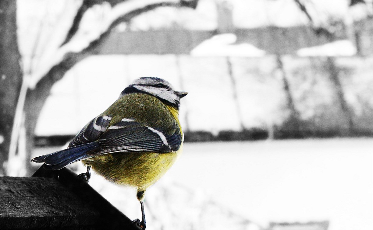 Снег и северный ветер: прогноз для Сахалинской области на 8 марта