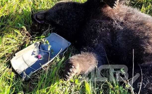 Сахалинка обнаружила мёртвую медведицу на трассе в Анивском районе