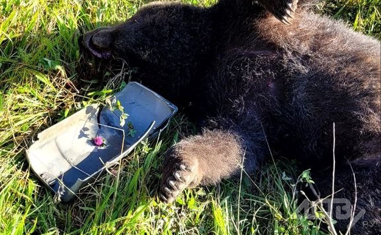 Сахалинка обнаружила мёртвую медведицу на трассе в Анивском районе
