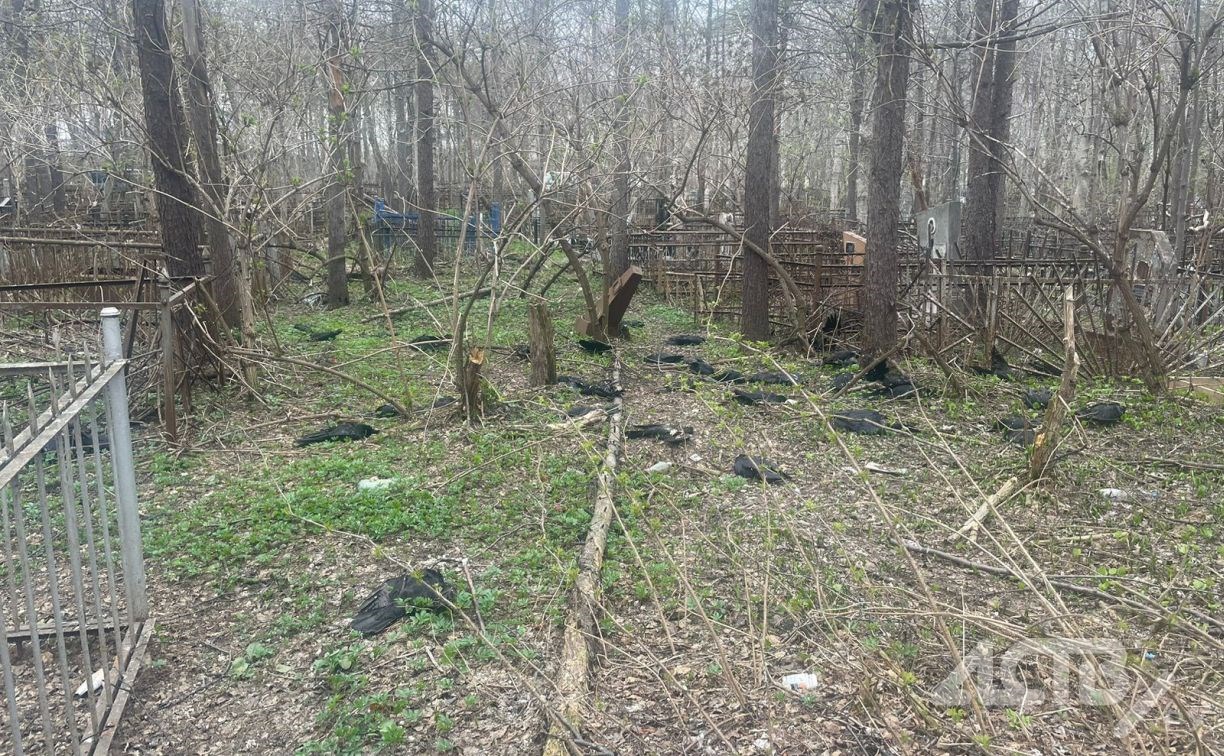 "Их тут несколько сотен": мёртвые вороны пугают южносахалинцев на кладбище