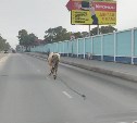 Коза сопровождала депрессивную корову на проезжей части в Южно-Сахалинске