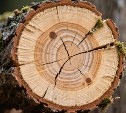 Лучших лесорубов определили в селе Мгачи