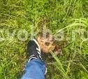 В лесу в районе Охи нашли останки женщины