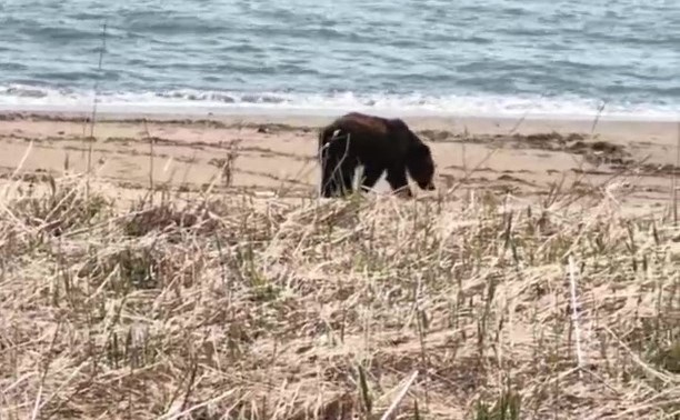 Медведь вышел к морю на побережье Взморья