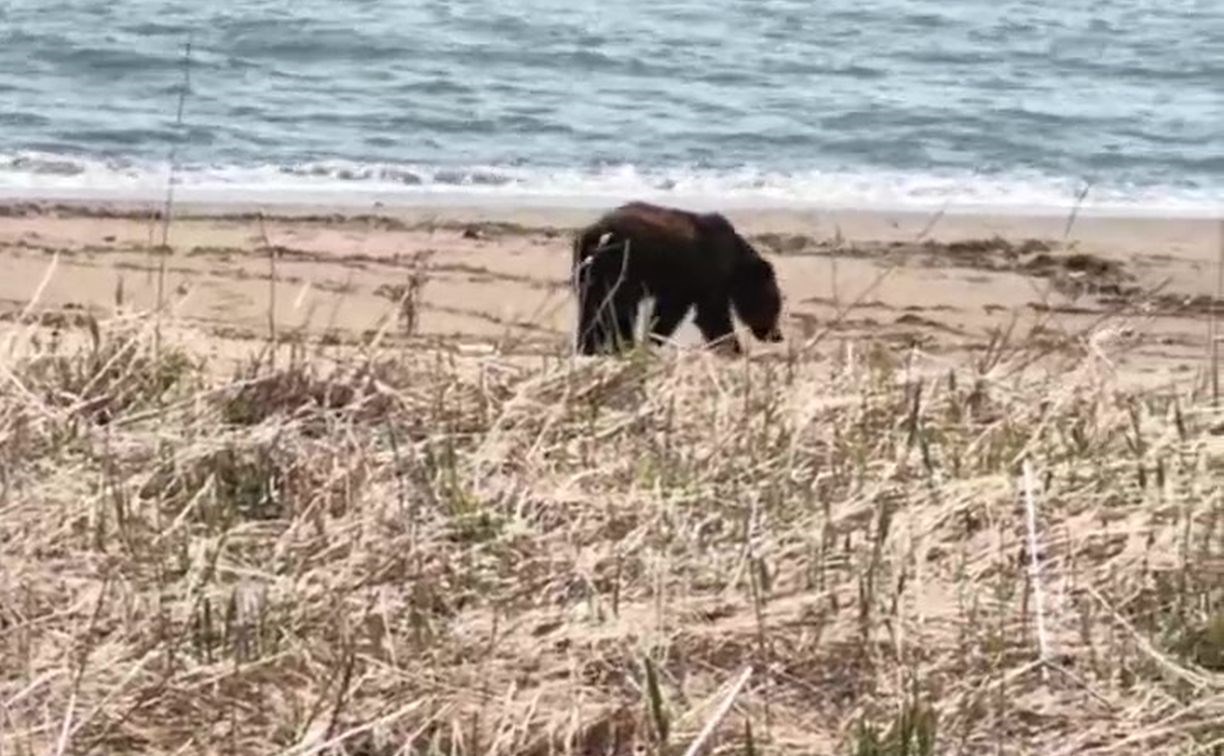 Медведь вышел к морю на побережье Взморья