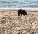 Медведь вышел к морю на побережье Взморья