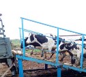 Почти две сотни коров из Южно-Сахалинска перевезли в Корсаков и Аниву