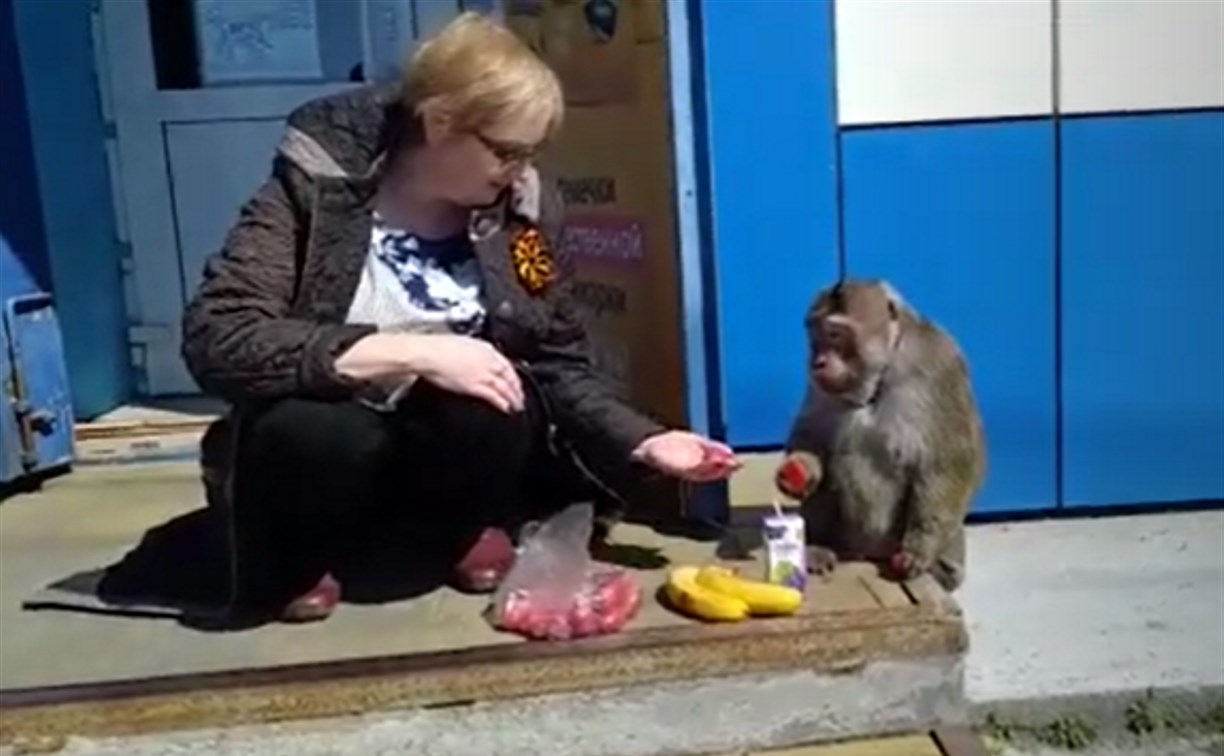 В Холмске в магазин за помидорами зашла обезьяна
