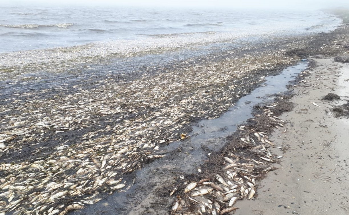 "Эковахта Сахалина": Масштабы гибели сельди в заливе Пильтун огромны