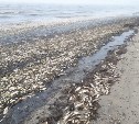 "Эковахта Сахалина": Масштабы гибели сельди в заливе Пильтун огромны