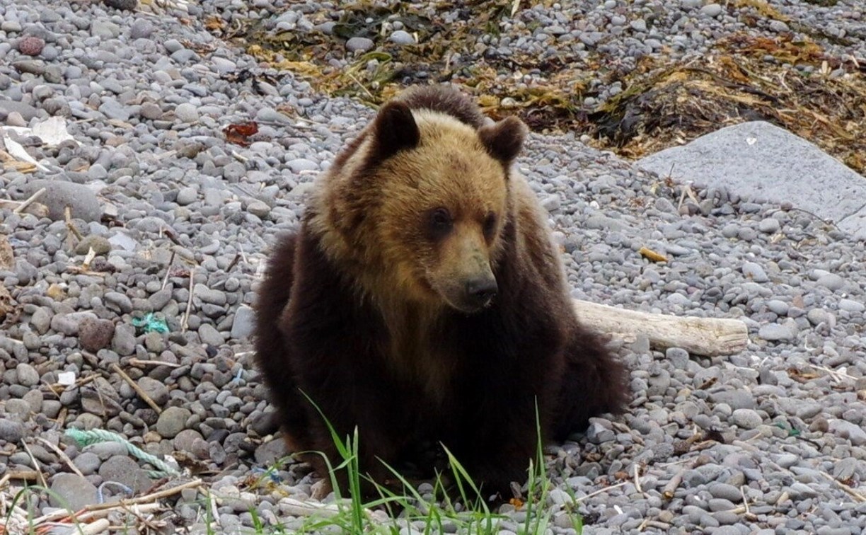 В Курильске отстрелили матёрую медведицу, которая забралась во двор